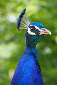 pfau